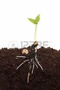 Frachement germ des semis des plantes dans le sol montrant la structure de la racine et le dveloppement de nouveaux feuillage vert Banque d'images - 13965001
